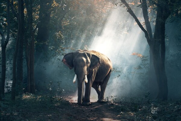 Identify the animal.
