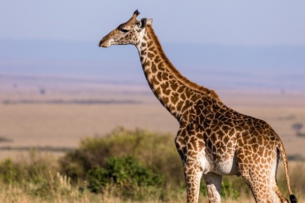 Identify the animal.