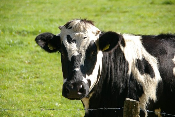 Identify the animal.