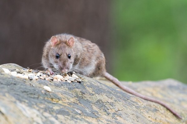 Identify the animal.