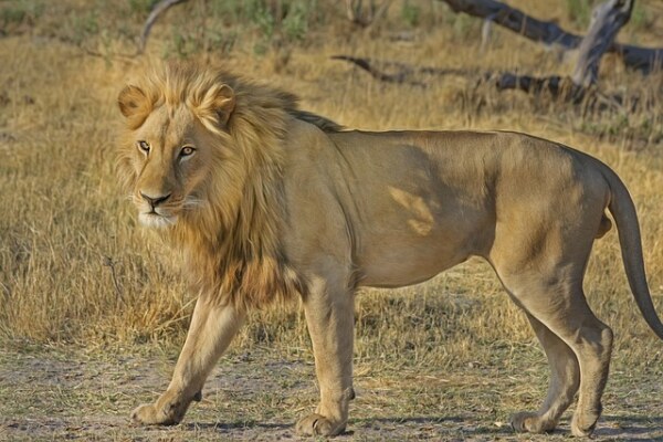 Identify the animal.