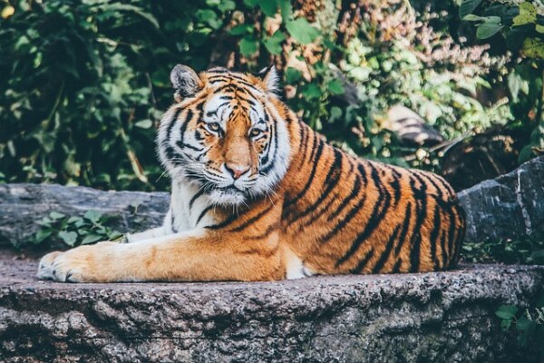 Identify the animal.