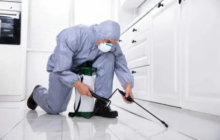 Reliable Pest Control Solutions in Islamabad