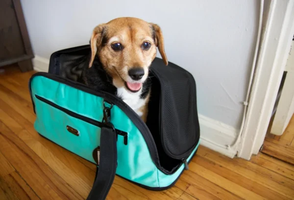 The Growing Popularity of Dog Sling Carriers for Pet Travel