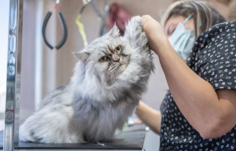 Pet Salon San Diego – Affordable Grooming for Dogs & Cats
