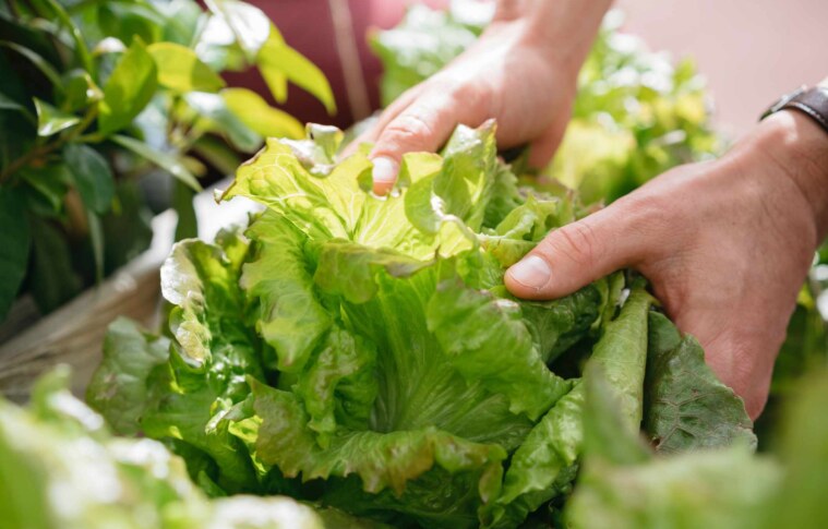 5 Benefits of Lettuce in Every Weight Loss Diet Plan!
