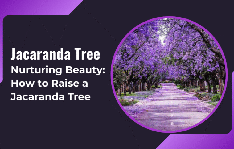Nurturing Beauty: How to Raise a Jacaranda Tree