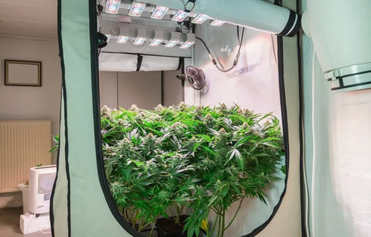Ultimate Guide to Choosing the Right Growshop