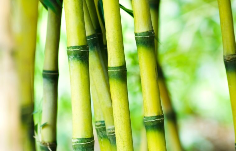 Bamboo Processing Plant Cost 2025: Industry Trends and Unit Setup