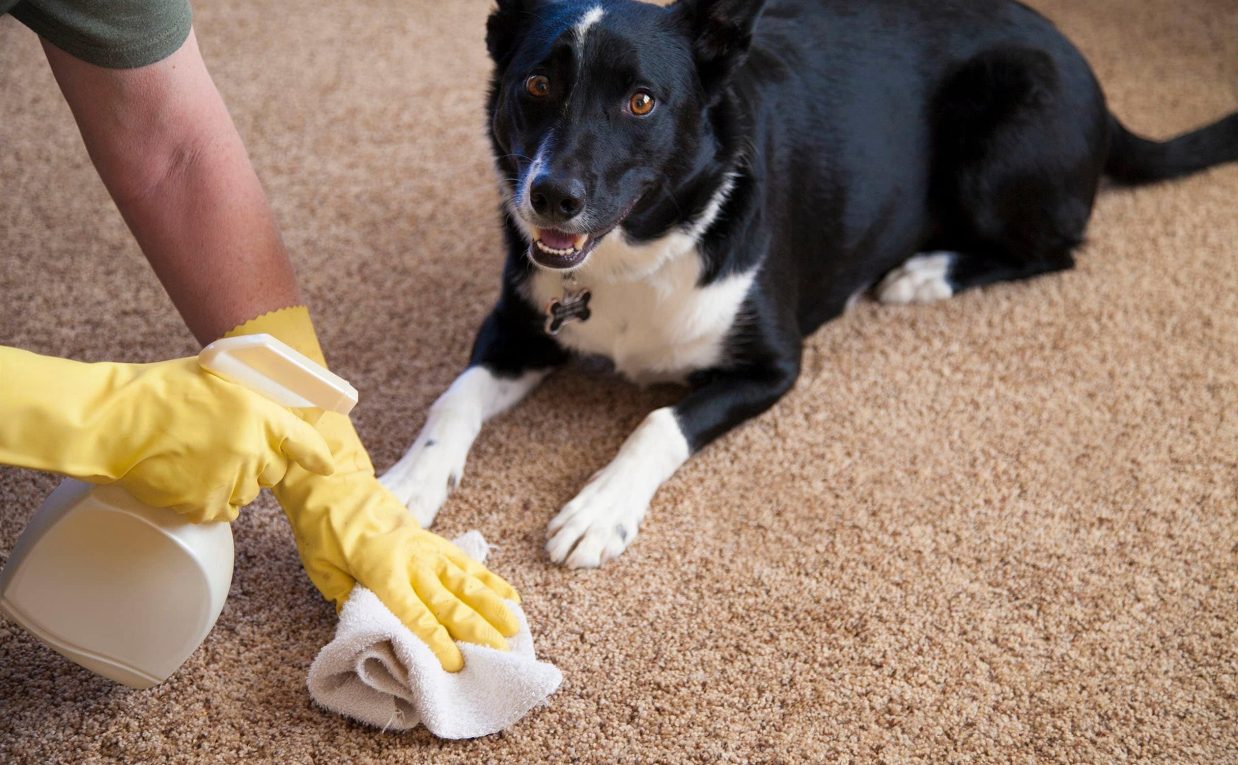 What Makes Pet Odors So Difficult to Remove in Baltimore Homes