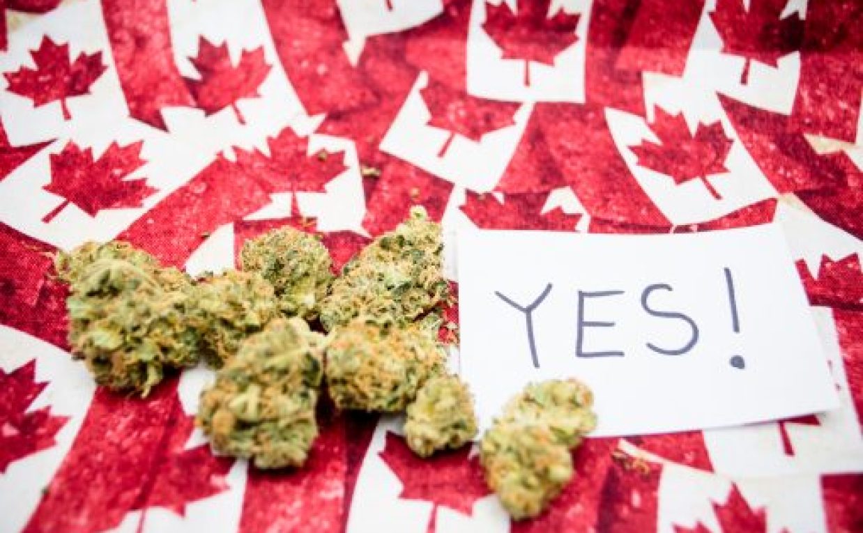 Why Bulk Buddy Is No.1 for Bulk Weed Buyers