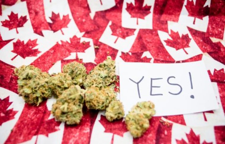 Why Bulk Buddy Is No.1 for Bulk Weed Buyers