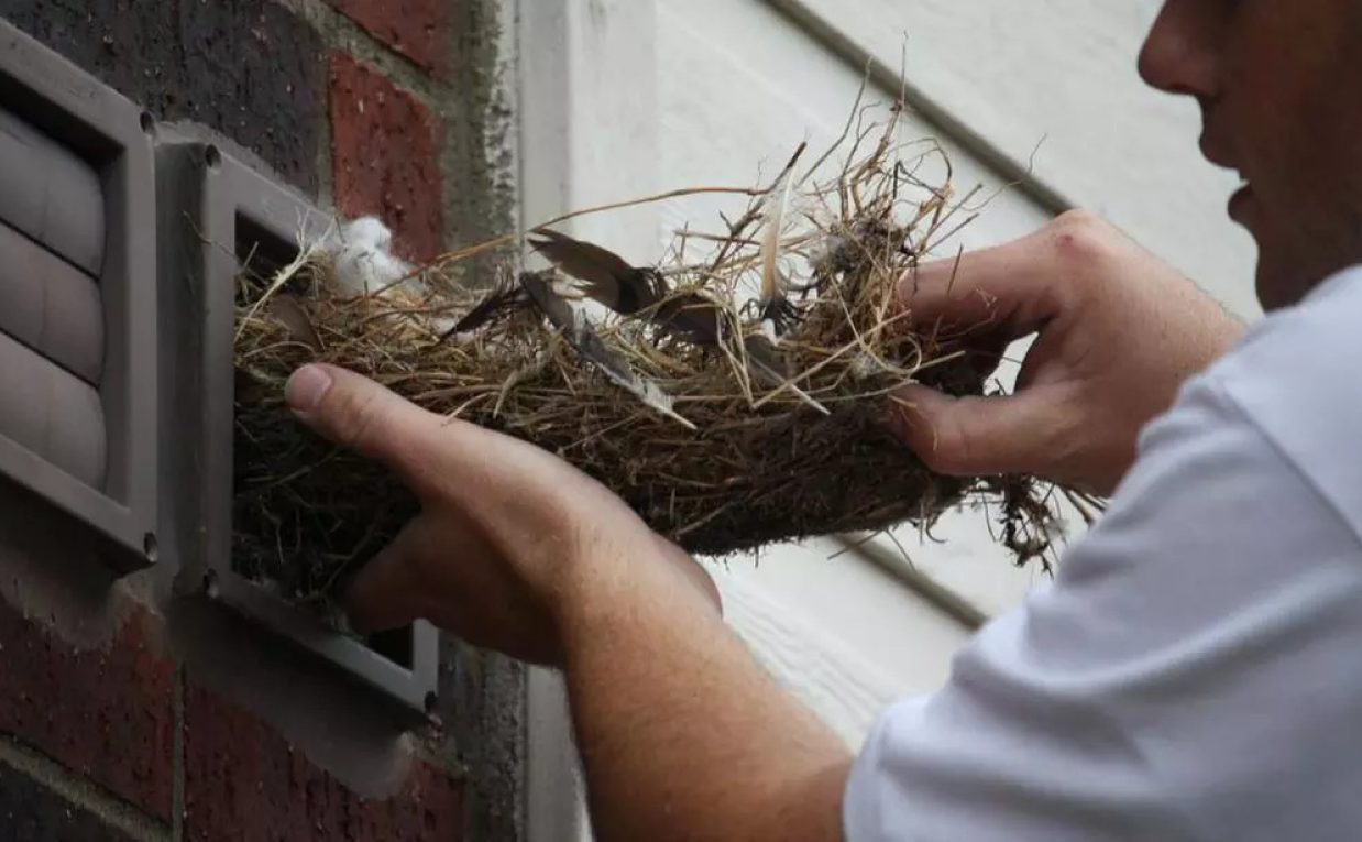 Why Professional Pet and Bird Removal Saves Money in the Long Run