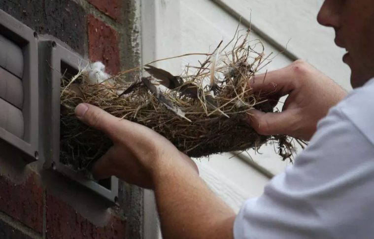 Why Professional Pet and Bird Removal Saves Money in the Long Run