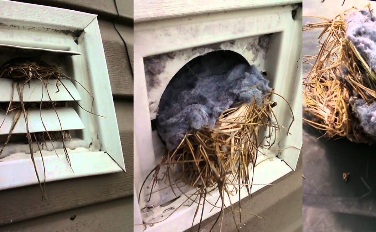 Why Timely Pets and Bird Removing in Bellevue Is Crucial for Your Property