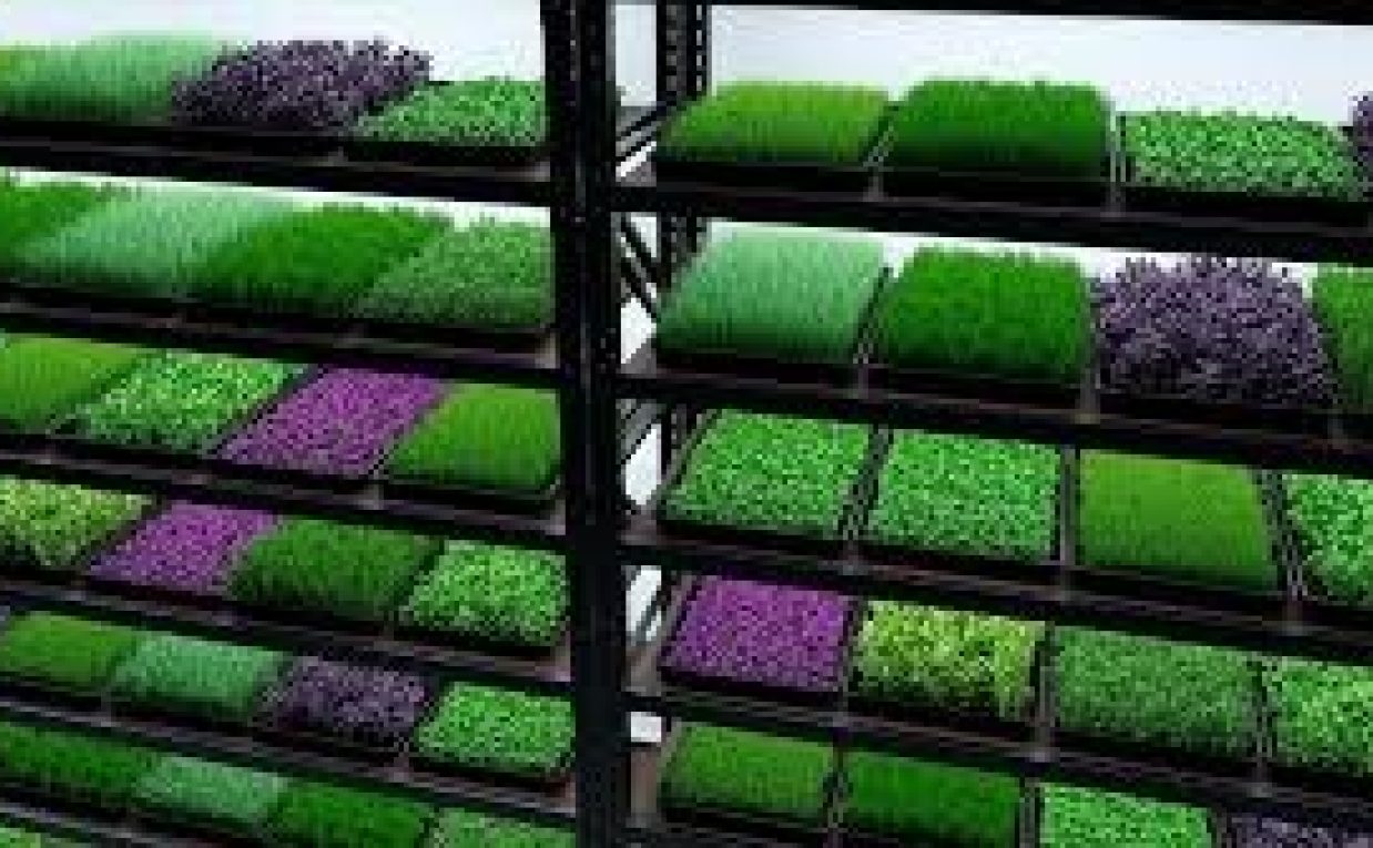 Microgreens Manufacturing Plant 2025, Comprehensive Business Plan, Requirements and Project Report