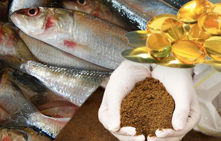 Fish Meal Manufacturing Plant Project Report 2025: Machinery and Raw Materials