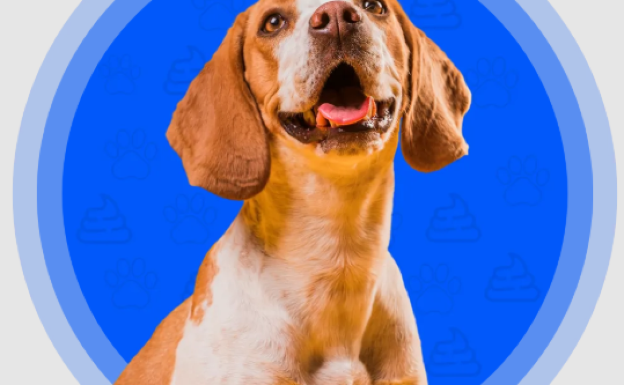 Hassle-Free Dog Poop Pickup in DFW – Keep Your Yard Clean & Fresh