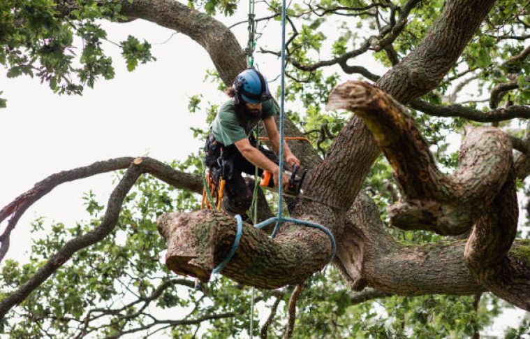Why You Should Call for Tree Removal Nearby Today