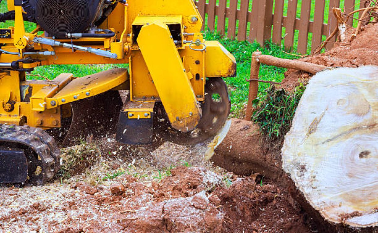 Jackson MI Stump Grinding: Restore Your Yard with Ease