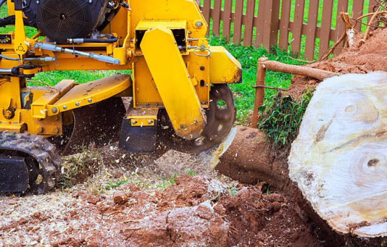 Jackson MI Stump Grinding: Restore Your Yard with Ease