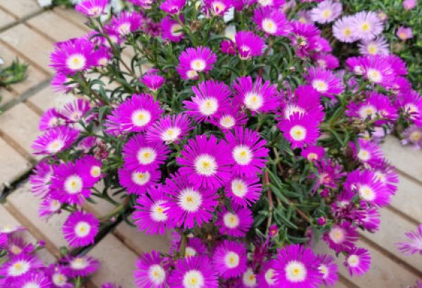 Purple Flower Delosperma Blooms in Pure Natural Beauty