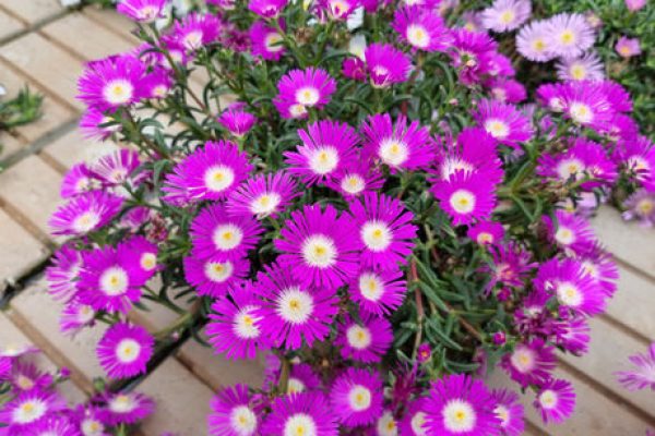 Purple Flower Delosperma Blooms in Pure Natural Beauty