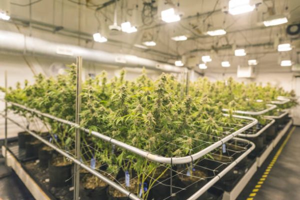 The Future of Your Facility: Used Pre Roll Machine for Sale