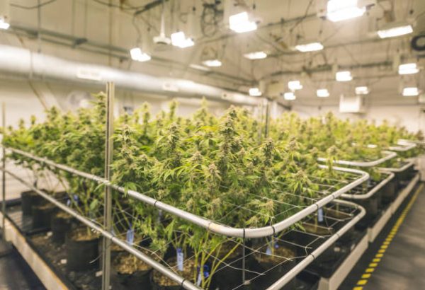 The Future of Your Facility: Used Pre Roll Machine for Sale